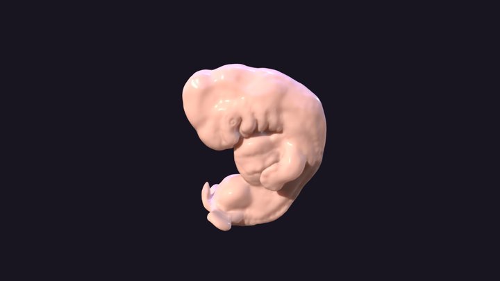 Human Embryo at 39 Days Gestation 3D Model