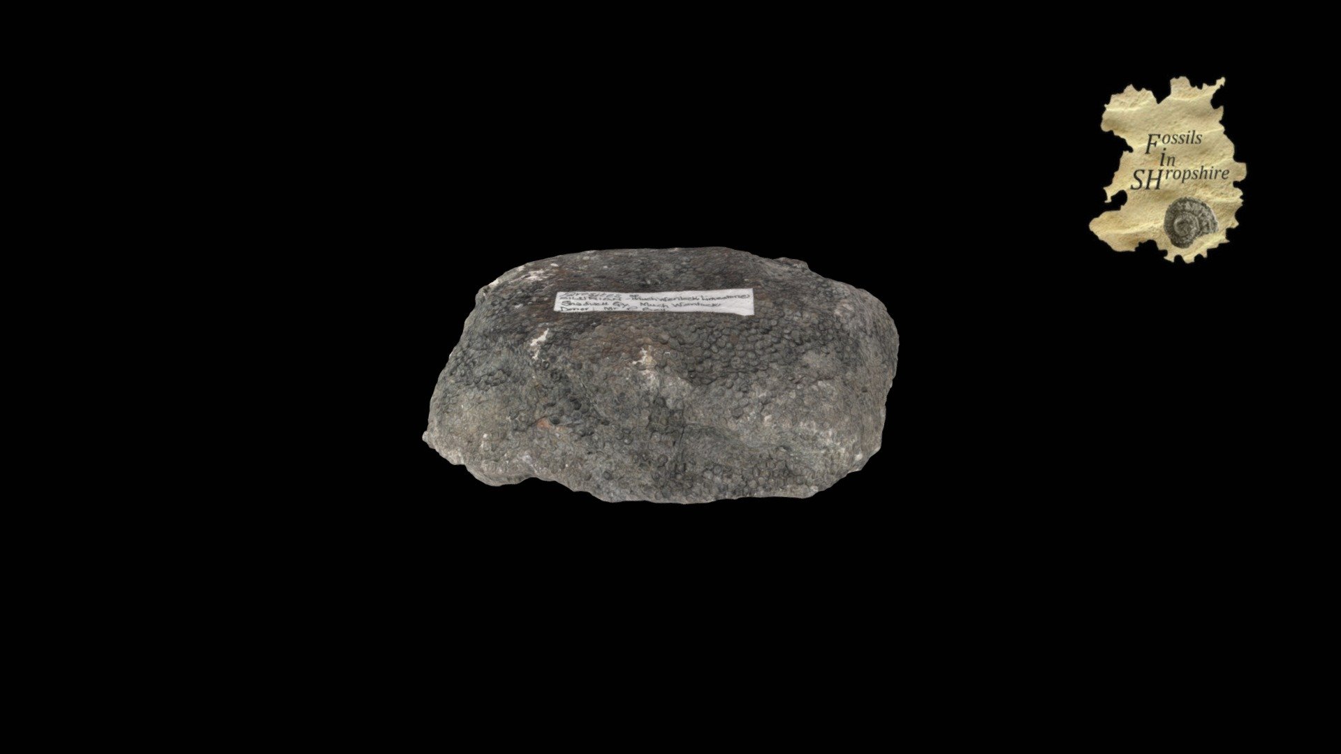 Coral - Favosites