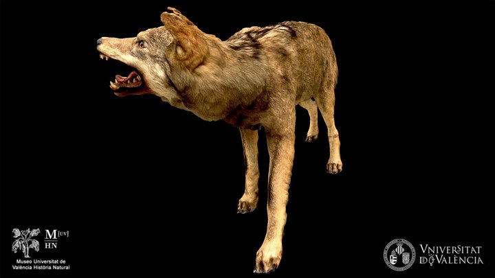 Iberian wolf taxidermy (Canis lupus signatus)