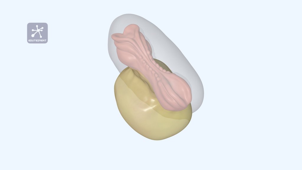 Embrio - A 3D model collection by anatomiavirtualufm - Sketchfab