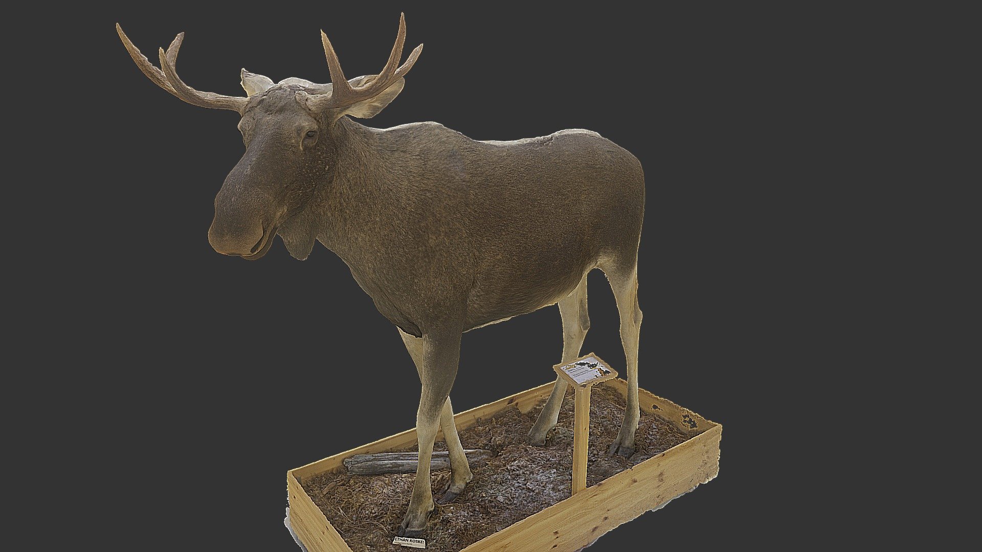 Hirvi (Alces alces)