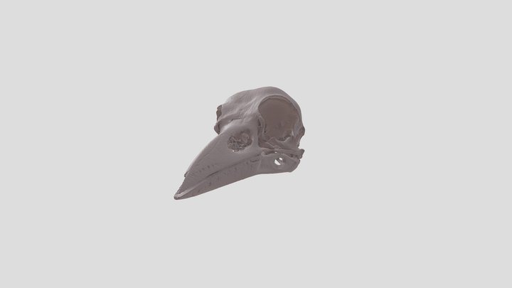 American Crow Skull (Corvus brachyrhynchos) 3D Model