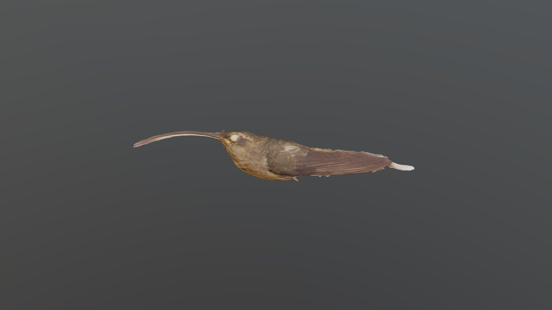 Great-billed Hermit - Phaethornis malaris