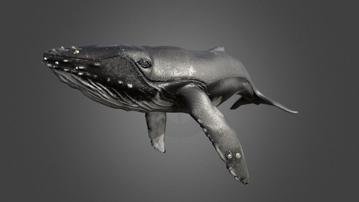 High-Poly Humbpack Whale 3D Model