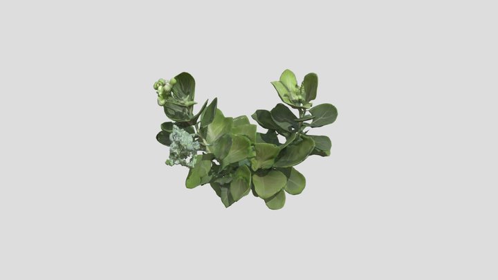 Calotropis_ Plant_0327161010_texture 3D Model