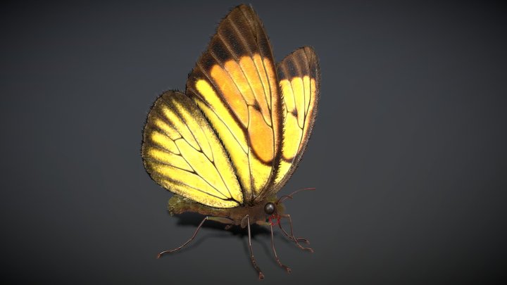 Butterfly Rigged Animated PBR 3D Model