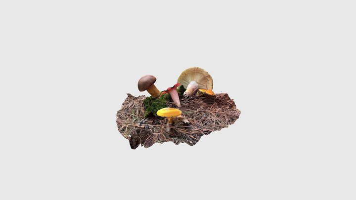Mushrooms of Mpumalanga 01 3D Model