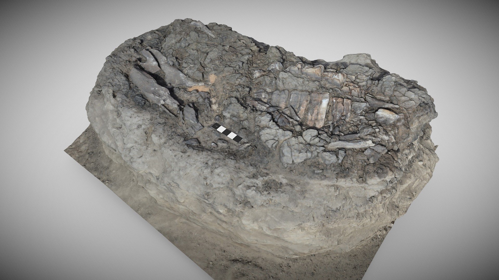 Equid mandible - 3D model by UQ School of the Environment (@UQ_SEES ...