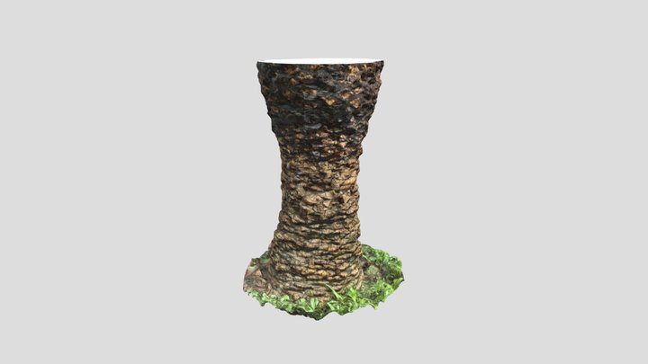 Plam Tree