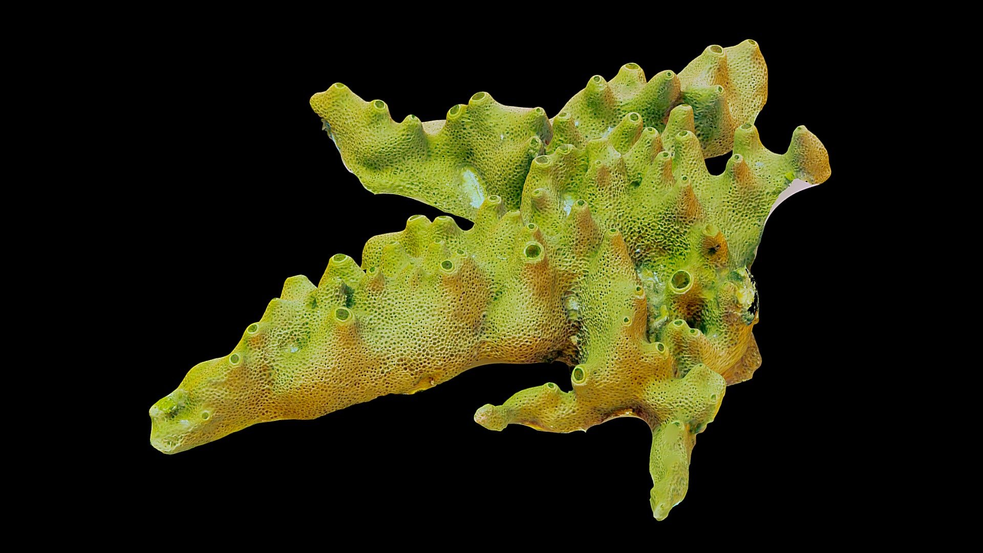 #53: Smenospongia aurea