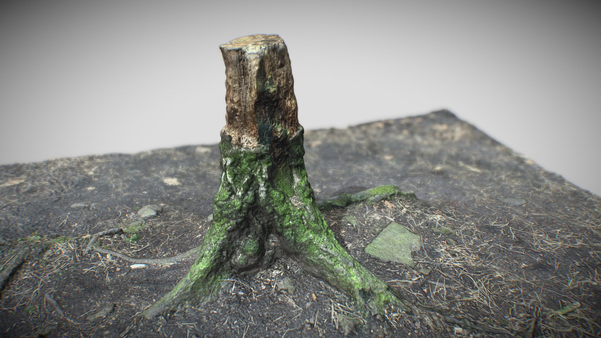 3D model Tree Stump – Medium Poly – Maps: 4096 by 4096 - This is a 3D model of the Tree Stump - Medium Poly - Maps: 4096 by 4096. The 3D model is about a tree stump on a rocky surface.