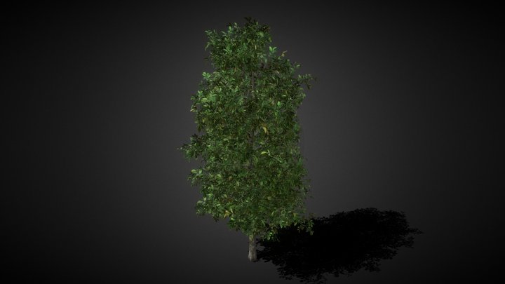 Big Tree 09 3D Model