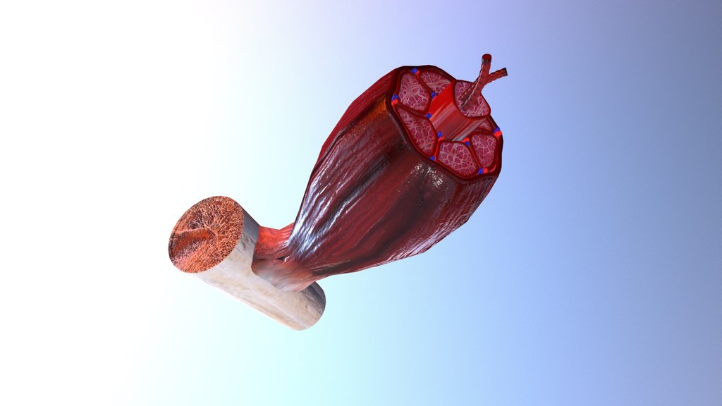 Anatomy & Physiology Animations - A 3D model collection by Dietmar ...