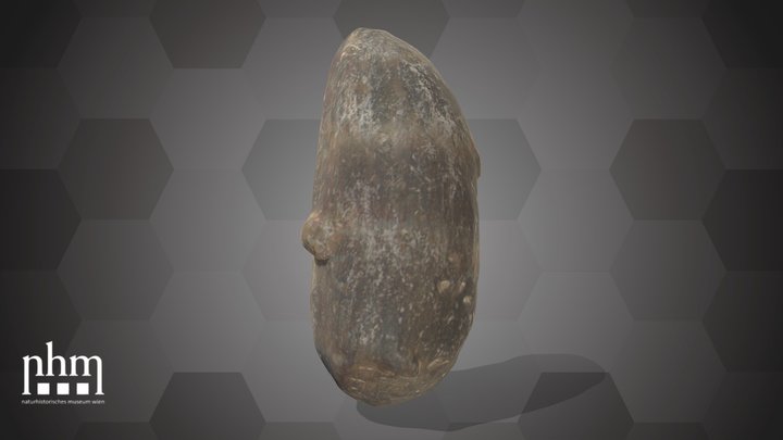 Bulb of an Araceae (NHMW-AFW-DING-0046-014) – Modello 3D gratuito STL