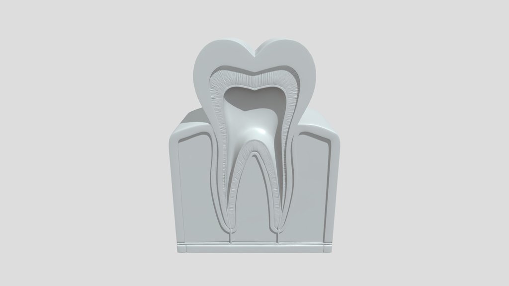 Tooth anatomical model