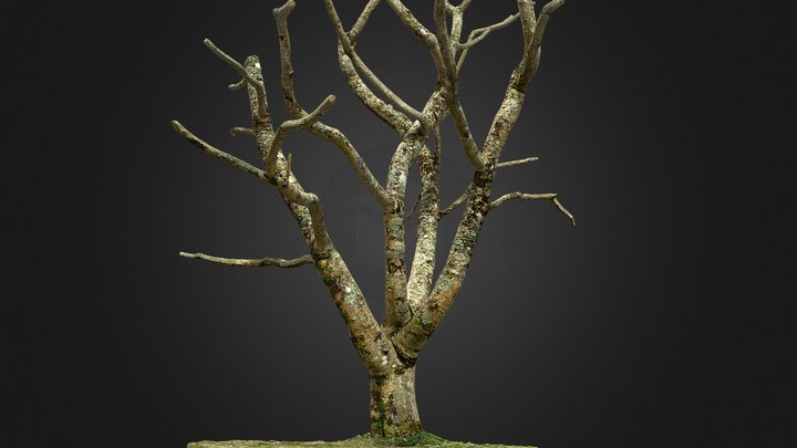 Magnolia tree trunk 3D Model