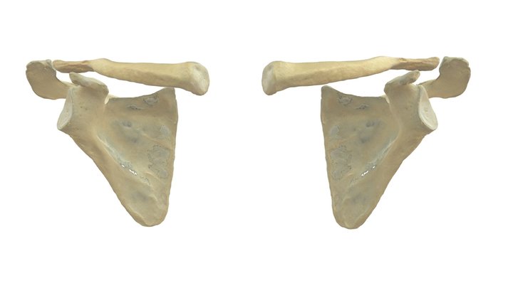 clavicula-scapula 3D Model