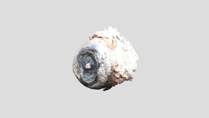 Cow Eye 3D Model