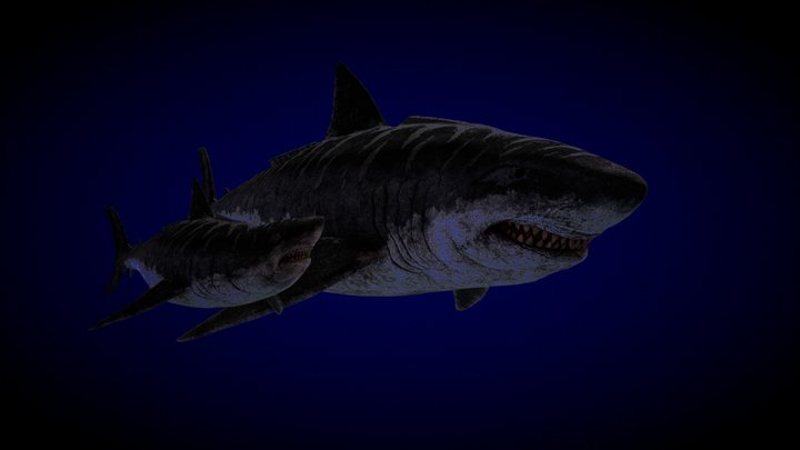 Megalodon and her pup 3D Model