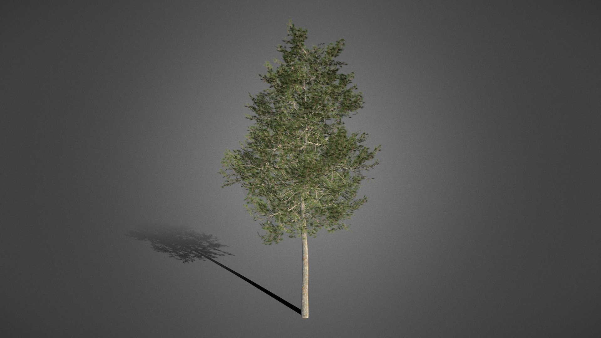 Pine Tree - Download Free 3D model by BazukaliKartal [5a90748] - Sketchfab