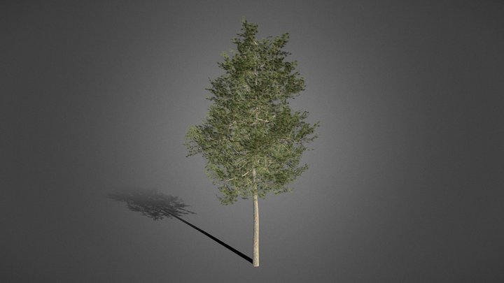 Pine Tree – Free 3D Model STL