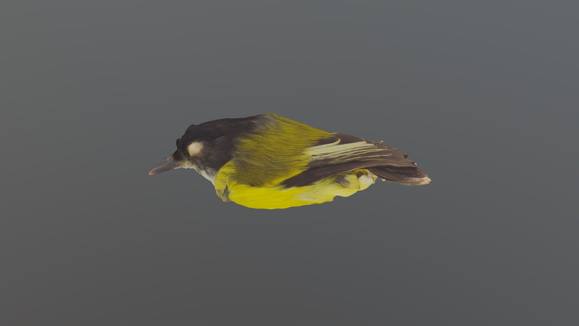 Golden-winged Tody-flycatcher - Poecilot...
