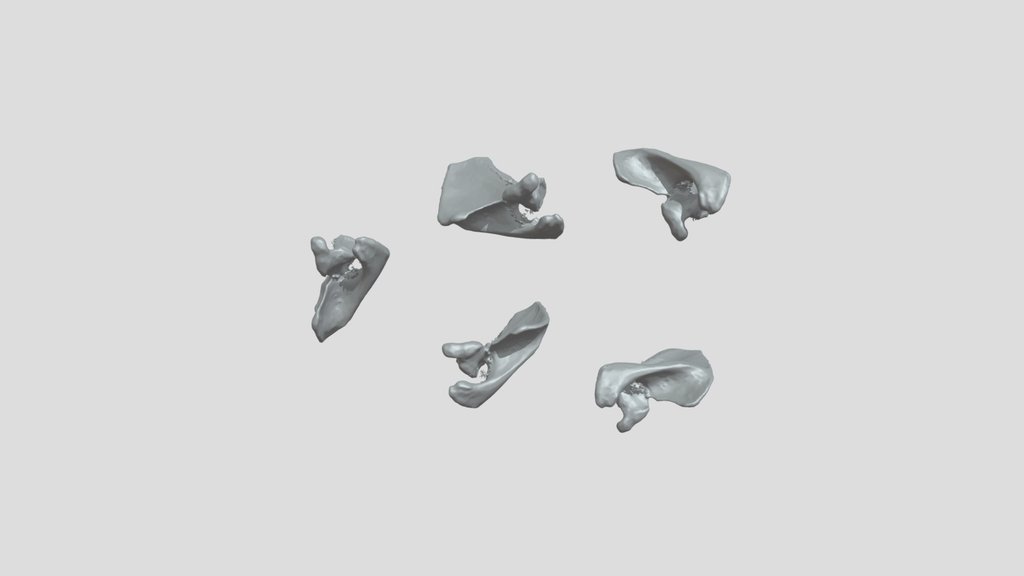 Exercice Scapula 2