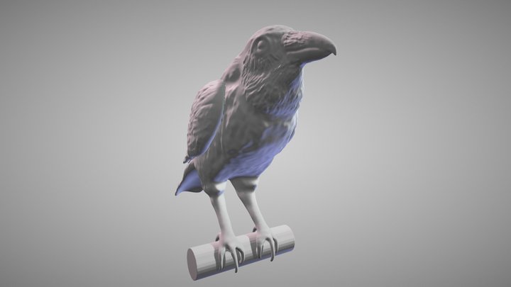 Raven Sculpt 3D Model