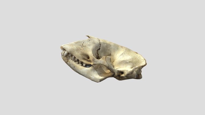 Seal Skull with annotations 3D Model