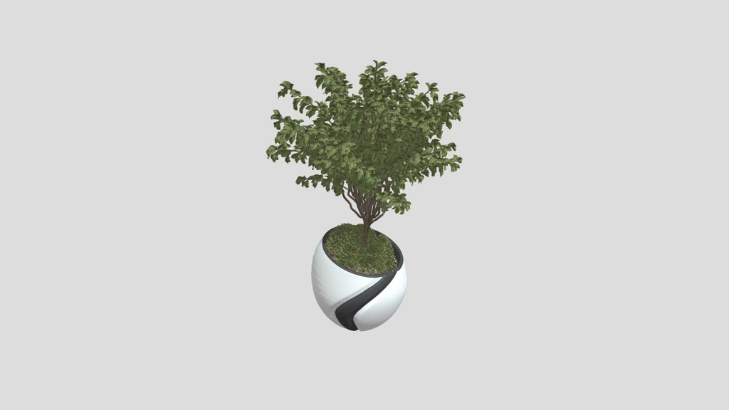 Weeping Fig Plant 07