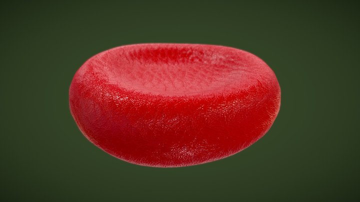 Erythrocyte - red blood cell 3D Model