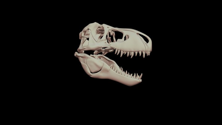 Tyrannosaurus skull 3D Model