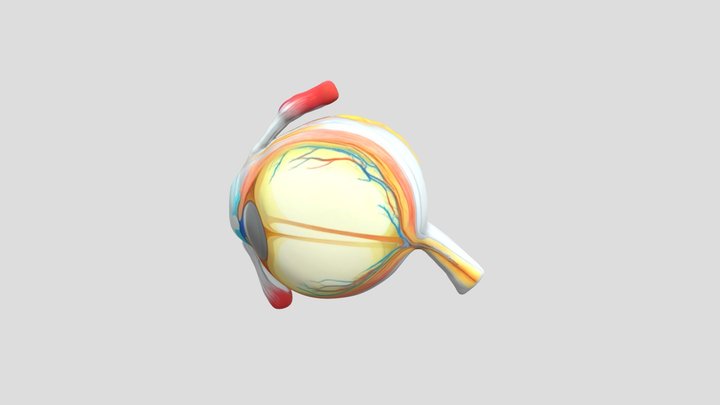 Alat Penglihatan Manusia 3D Model