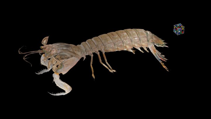シャコ Mantis shrimp, Oratosquilla oratoria 3D Model