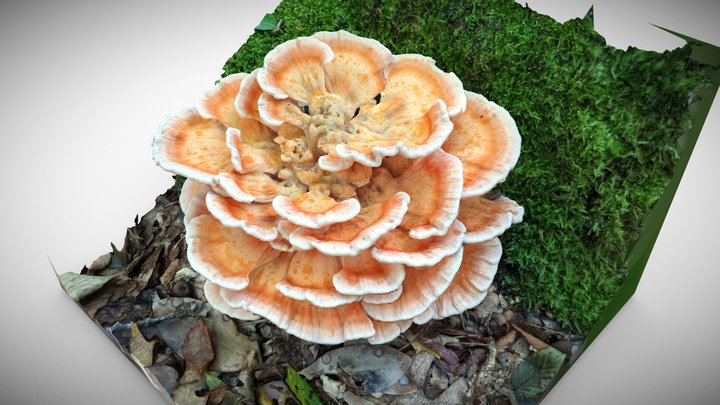 Big bright mushroom 3D Model