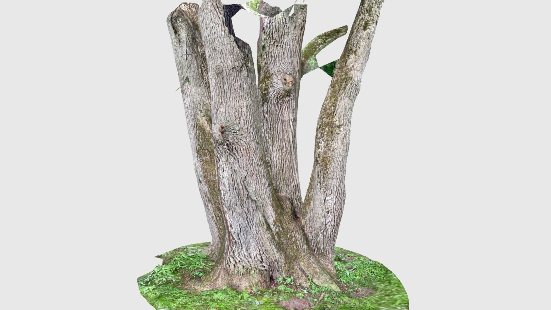 White Oak - Quick scan - Download Free 3D model by klepacja [5ab3a00 ...