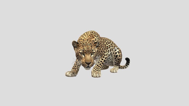 Panthera pardus kotiya 3D 3D Model