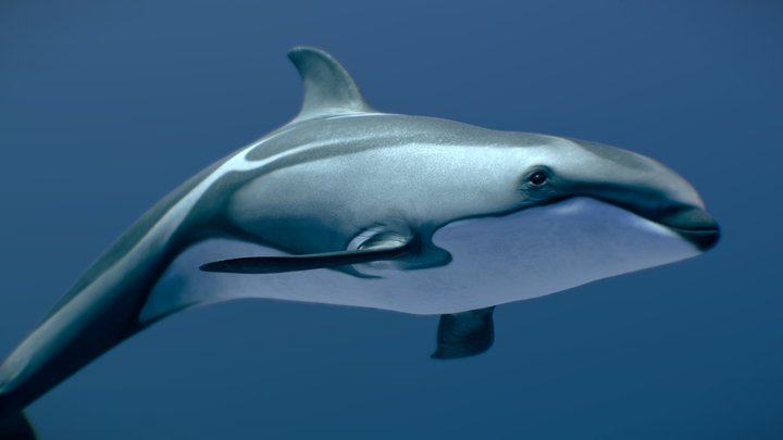 Pacific White-Sided Dolphin 3D Model