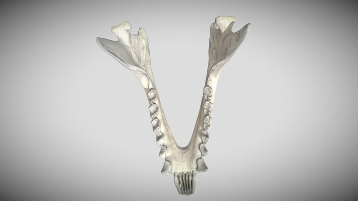 Ring Tail Lemur Mandible 3D Model