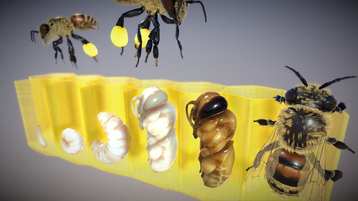 The life cycle of Honybee 3D Model