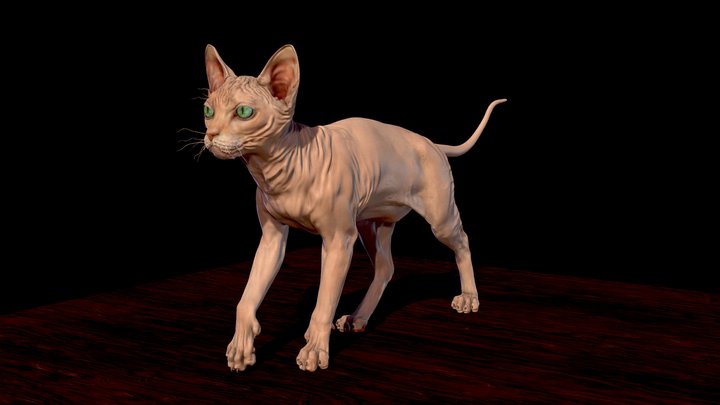 Sphynx hairless Cat 3D Model