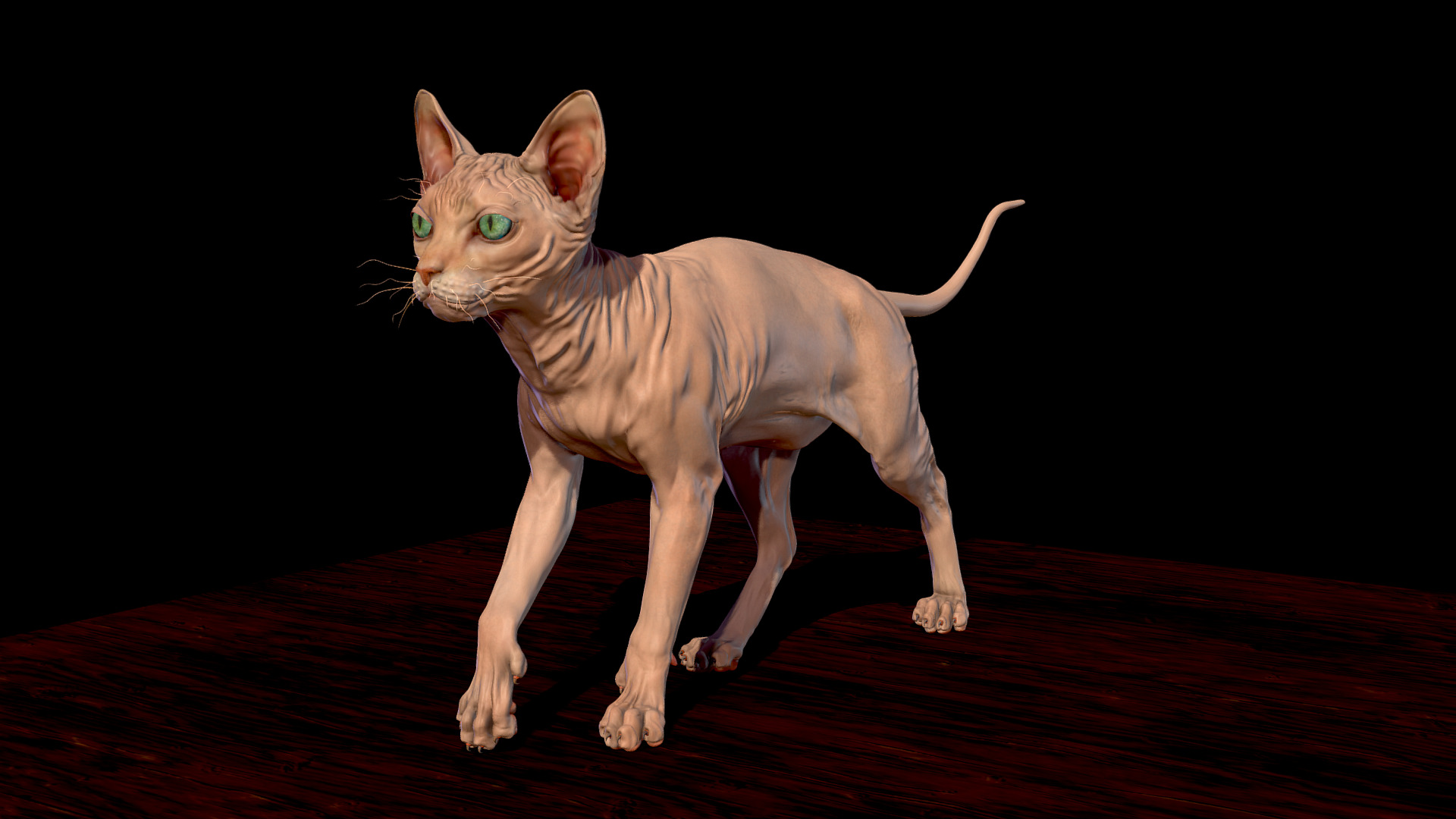 3D model Sphynx hairless Cat - This is a 3D model of the Sphynx hairless Cat. The 3D model is about a cat with a human face.
