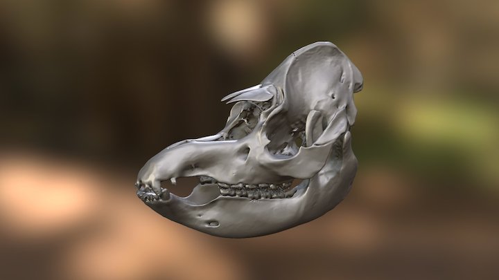 Tapirus terrestris 3D Model