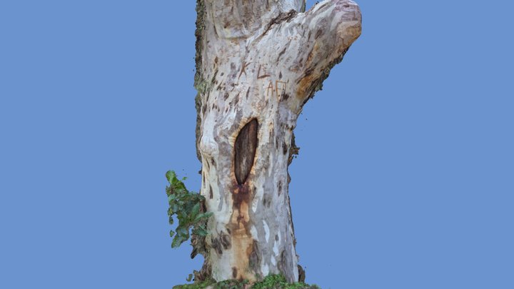 Not-a-Scarred Tree 3D Model