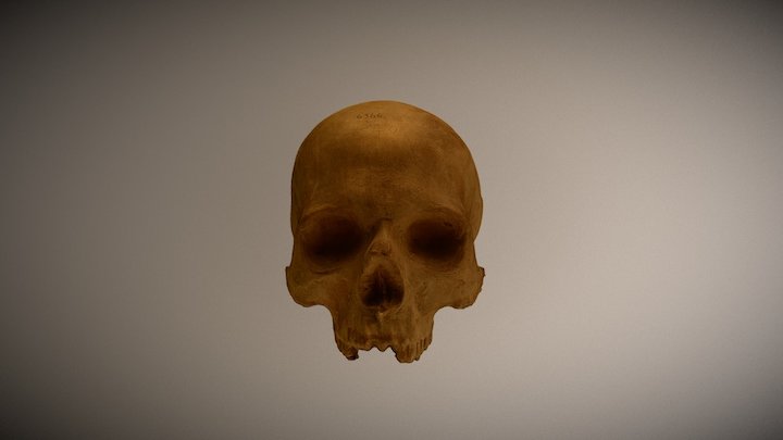 Cranio 3D Model