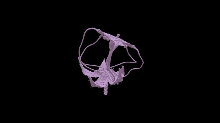 Ayenia euphrasiifolia 3D Model