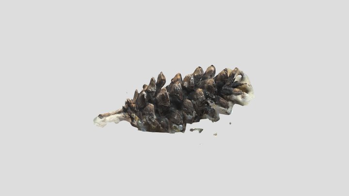 Pinecone 3D Model