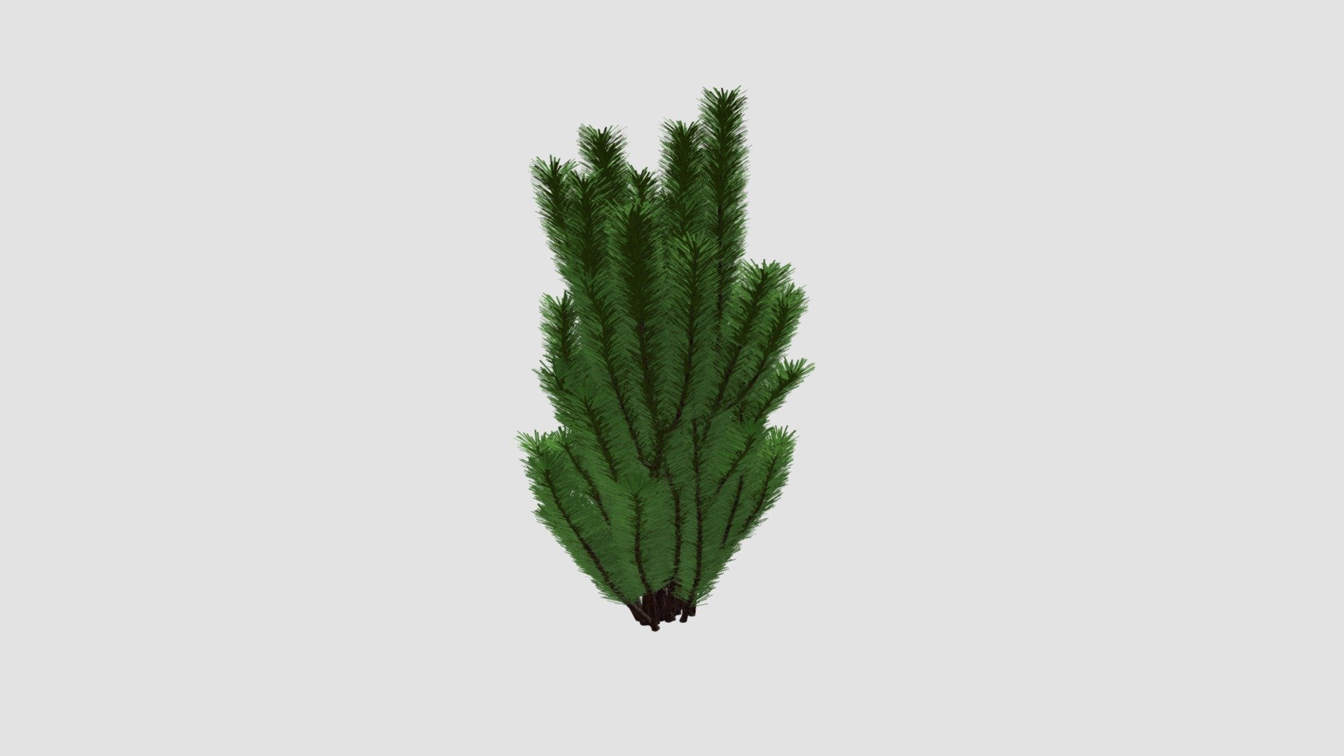 Plant for c4d — Sketchfab embed 3D viewer