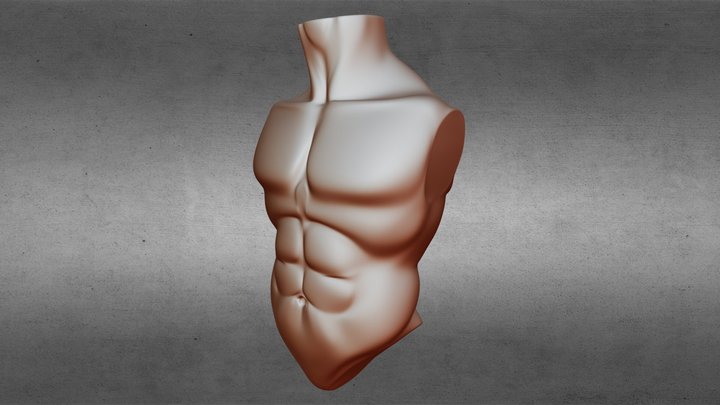 Male Torso - Lean Body 3D Model