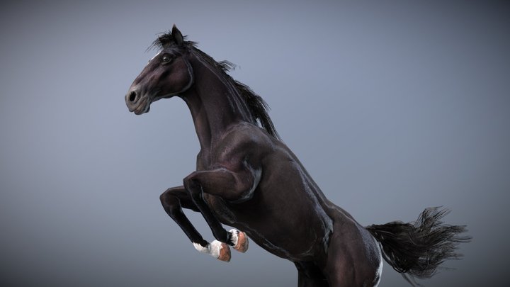 Horse — Spanish Mustang ( Black ) 3D Model